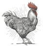 logo-coq